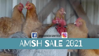 Amish Mennonite Auction in Scottsville KY 2021 First Chicken Consignment [upl. by Bonacci]