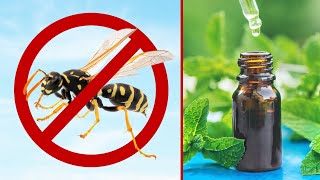 10 Natural Ways To Repel Wasps [upl. by Curson399]