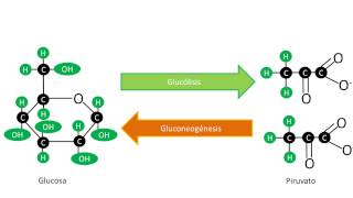 Gluconeogénesis  Síntesis de Glucosa [upl. by Grover89]