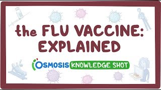 The flu vaccine explained [upl. by Mehetabel]