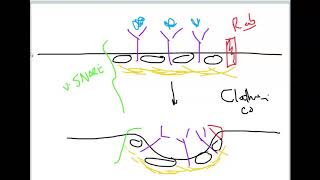 ClathrinCoated Vesicle Formation Docking and Fusion [upl. by Estel]