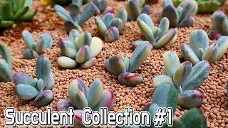 ENG SUB Beautiful succulent plant Cotyledon variegated collection  garden succulent [upl. by Piegari]