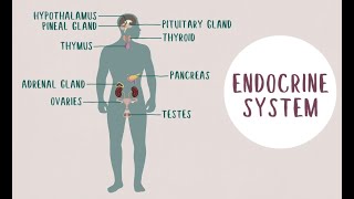 The Endocrine System Part 11 [upl. by Clary]