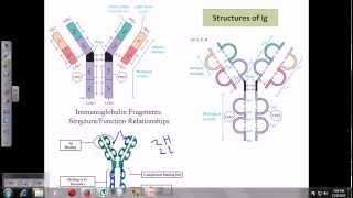 Immunoglobulins [upl. by Arama]