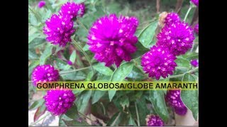 HOW TO GROW AND CARE GOMPHRENA GLOBOSAGLOBE AMARANTHBACHELOR BUTTON [upl. by Remoh]