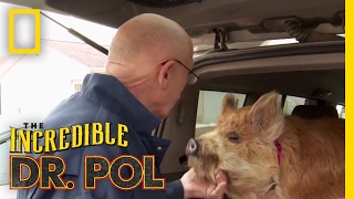 Dr Pols Top 100 Moments  The Incredible Dr Pol [upl. by Arodnahs]