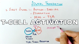 Mechanism of TCELL ACTIVATION [upl. by Socem]