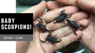 New Pets  Baby Asian Scorpions Heterometrus spinifer [upl. by Lull227]