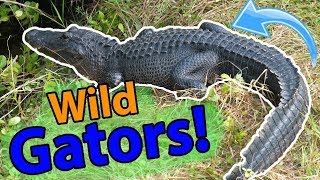 Meet the American Alligator [upl. by Rihaz]