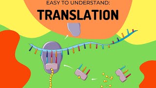 Protein Synthesis Translation [upl. by Ainslee]