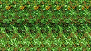 Animal House 🐸  3D Stereogram Illusions [upl. by Srini]