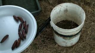 How to start life cycle of catalpa worms  catawba [upl. by Doris]