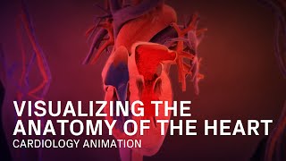 Anatomy of the Heart  Medical Animation [upl. by Fritzsche711]