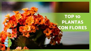 10 PLANTAS de INTERIOR con FLORES 🌸  Nombres y Cuidados [upl. by Ethbun]