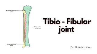 Tibio  Fibular joint [upl. by Luci]