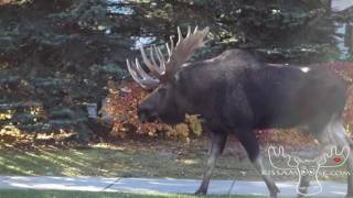 I followed this moose home from school today in Anchorage Alaska [upl. by Notnarb]