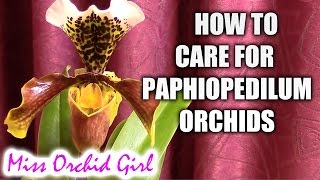 How to care for Paphiopedilum orchids  watering fertilizing reblooming [upl. by Willetta]