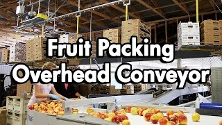 Fruit Packaging using an Empty Carton Delivery Conveyor [upl. by Partan]