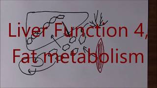 Liver Function 4 Fat metabolism [upl. by Jillana]