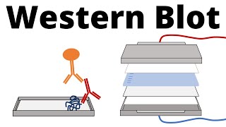 Western Blot  Protein Immunoblot explained [upl. by Anewor1]