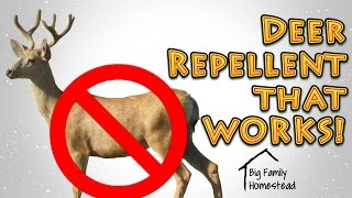 How To Make Deer Repellent THAT WORKS GREAT [upl. by Darom780]