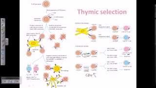 Thymic selection [upl. by Surdna]