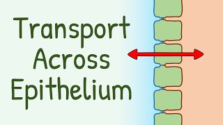 Transport Across Epithelium [upl. by Callista]