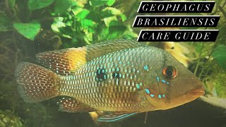 South American Cichlid Care Guide  Geophagus Brasiliensis Pearl Cichlid Earth Eaters [upl. by Gareri]