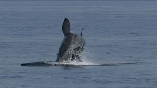 Basking Shark Hotspots in West Scotland [upl. by Alexandr784]