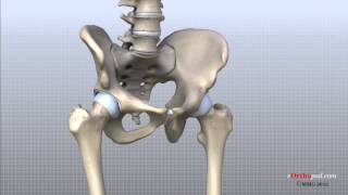 Hip Anatomy Animated Tutorial [upl. by Earized]