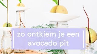 Zo ontkiem je een avocado pit [upl. by Iblehs]