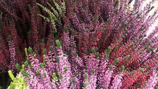 Calluna vulgaris [upl. by Halilad]