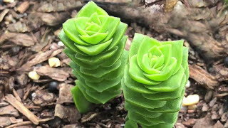 Crassula Varieties including Stacked Crassula Varieties  James Lucas Succulent collection [upl. by Athene]