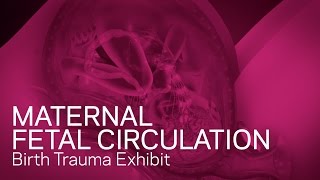 Maternal Fetal Circulation  Birth Trauma Animation [upl. by Atirehc]