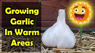 How To Grow Garlic In Warm Climates And Tropical Regions [upl. by Akirdnas]