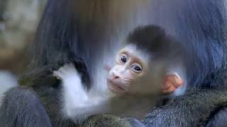 Baby Mandrill Arrives at the San Diego Zoo [upl. by Remliw]