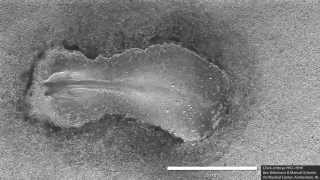 Early chick embryo development somitogenesis [upl. by Malone]