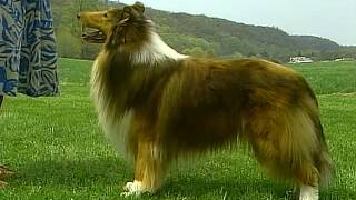 Collie  AKC Dog Breed Series [upl. by Namzed977]