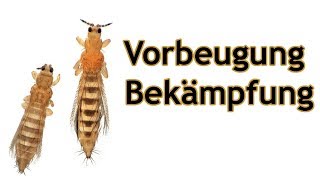 Wie man Thrips vorbeugtbekämpft [upl. by Per]