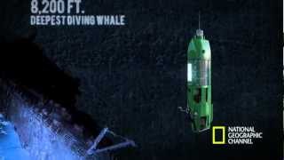 The Life Aquatic with James Cameron  Mariana Trench Dive [upl. by Philippine940]