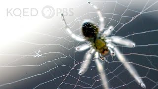 The Widows Web [upl. by Muncey]