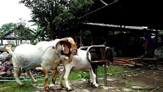 Natural boer goat farming  Goat farming in village [upl. by Hess]