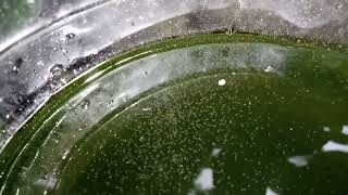 DAPHNIA MOINA CULTURE IN A SMALL BUCKET [upl. by Oab858]