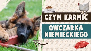 Czym karmić owczarka niemieckiego [upl. by Barney]