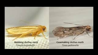 Clothes Moth Identification [upl. by Enilamme]