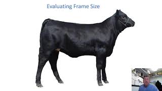 Understanding Feeder and Slaughter Cattle Grades [upl. by Sandye38]