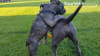 Why Your Dog Loves To Hump amp How To Stop It [upl. by Nageet]