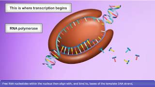 Detailed Animation on DNA Transcription [upl. by Anailli652]