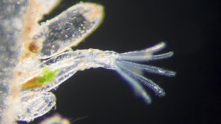 Bryozoan feeding Amathia verticillata [upl. by Ahsini299]