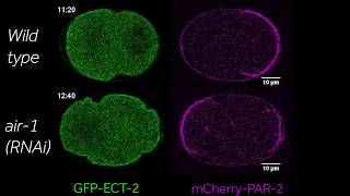 Cell polarity and the centrosome in C elegans [upl. by Haek]